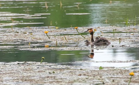 � ������� "�������" ������ ������������� �������� � ��������