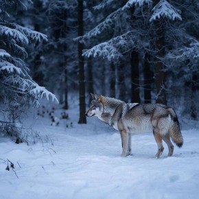 � 2026 ���� � ��������� ������� ����������� ������ ����� 200 ������