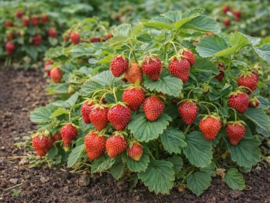 ����������: ����� ������ � ������������ ������ ��������