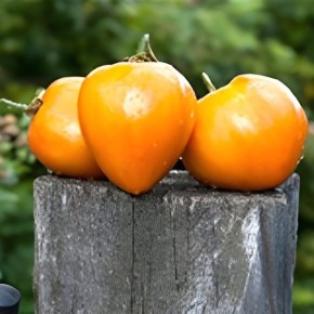 ����� ������ ������: ������� ��������� �������� ������