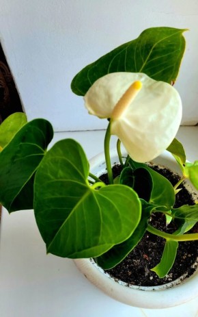 �������� ��������: ������� ����� �� ������������ ���������