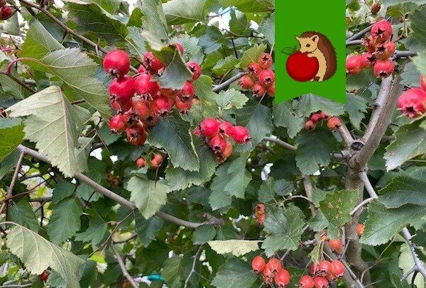 ��� ����� ������� ���������: ����� ������ �������� ���� ���������� ��������� �� ����� �������