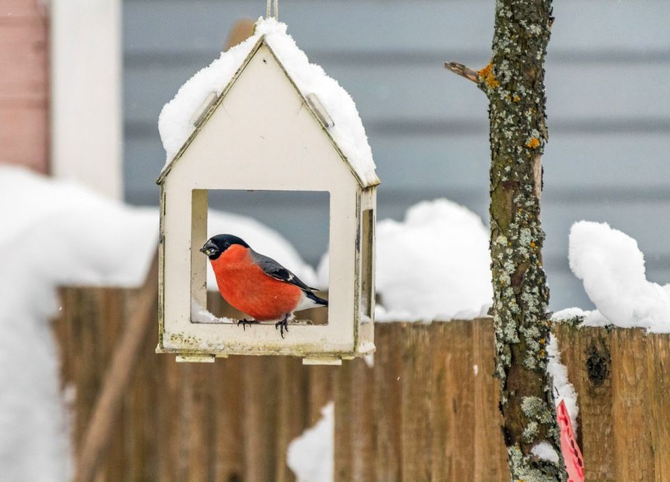 ����������� �������� ��������� � ������ 15 �������, �������� ����������-��������