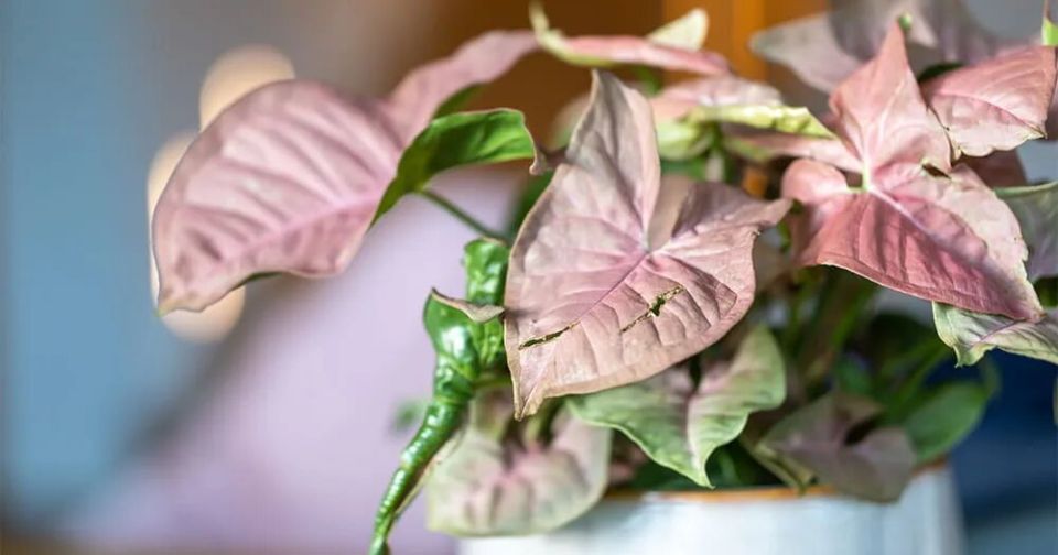 ��������� � ����� ����: ��� ��������� �� ������������ ���������