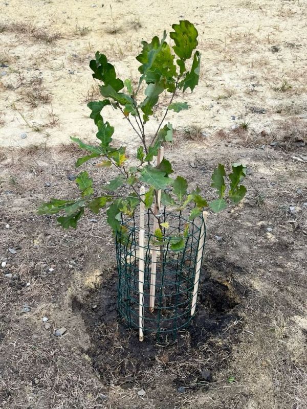 ��� ����������� ��� � ����: ������ ���� � �������� ��������