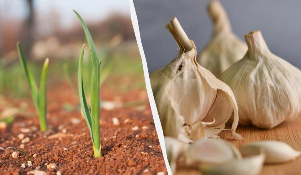 ��� ��������� �������� ������ � �������� � ����� �� �������