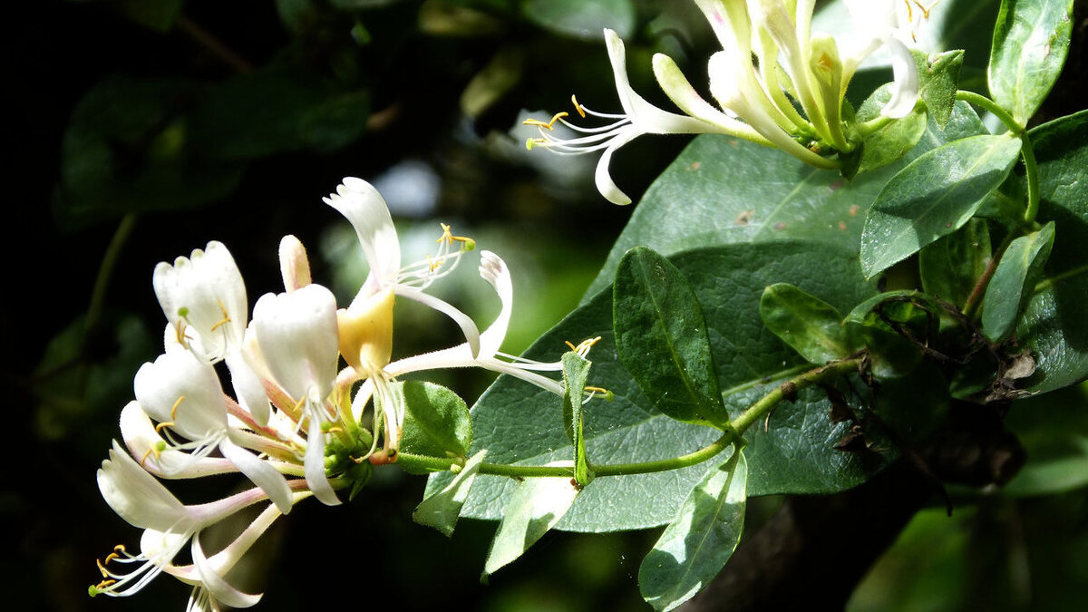 Жимолость: как правильно ухаживать осенью за любимым ягодником