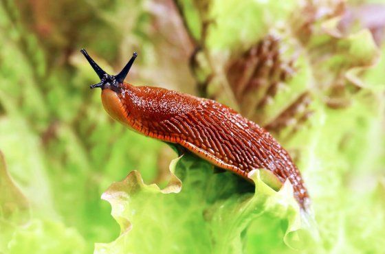 ������ ��� �������: ��� �������� ������ �� ����� ���������