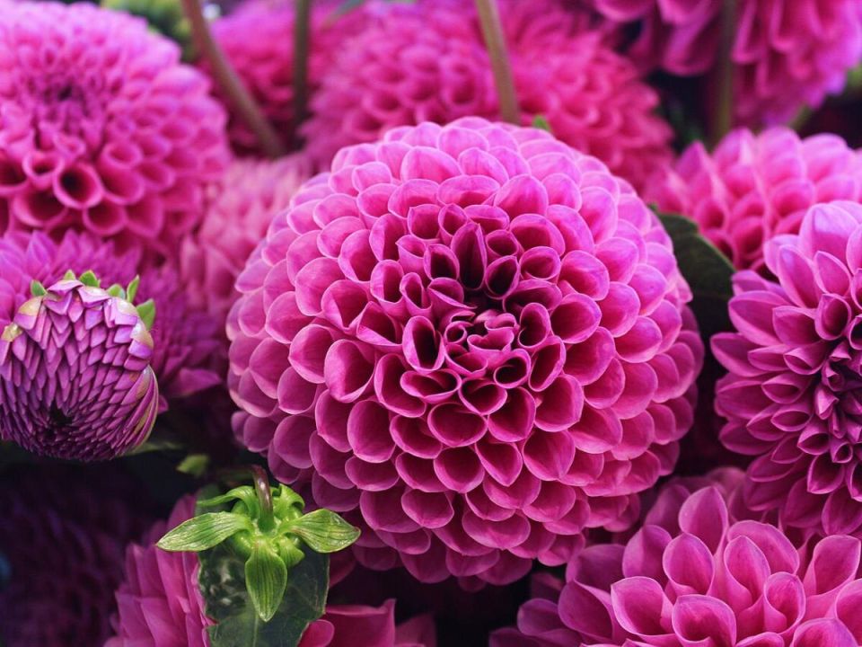 ��� �� ������ ������ ������� ������� ����� ������: ������� ��������� �����������