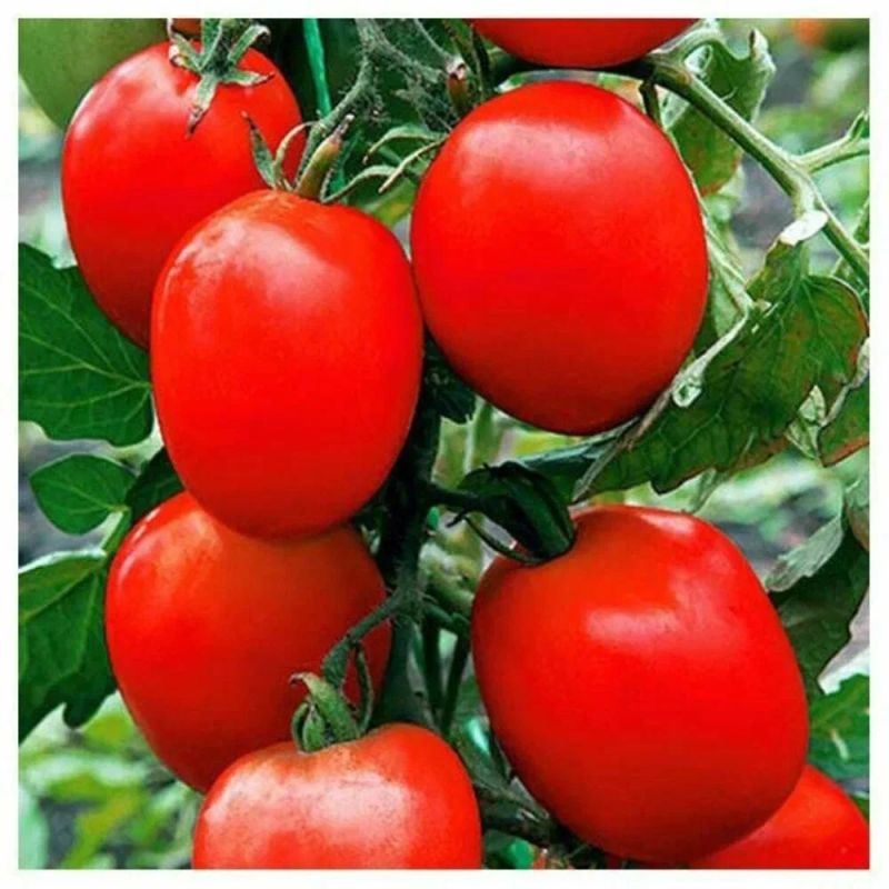 ������ ��� ������: ��� ��������� ������ ��� ������������