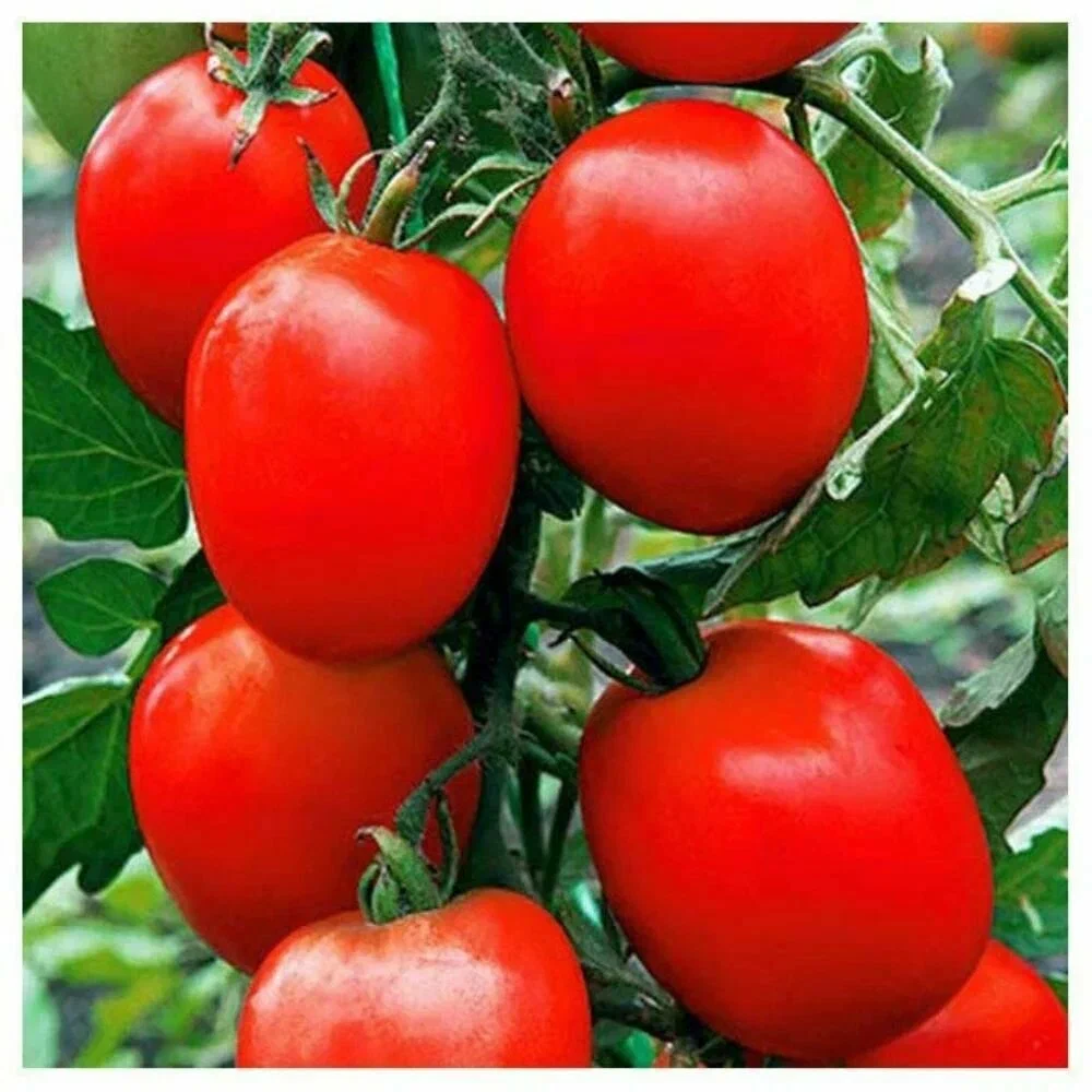 Томаты без хлопот: как вырастить урожай без пасынкования