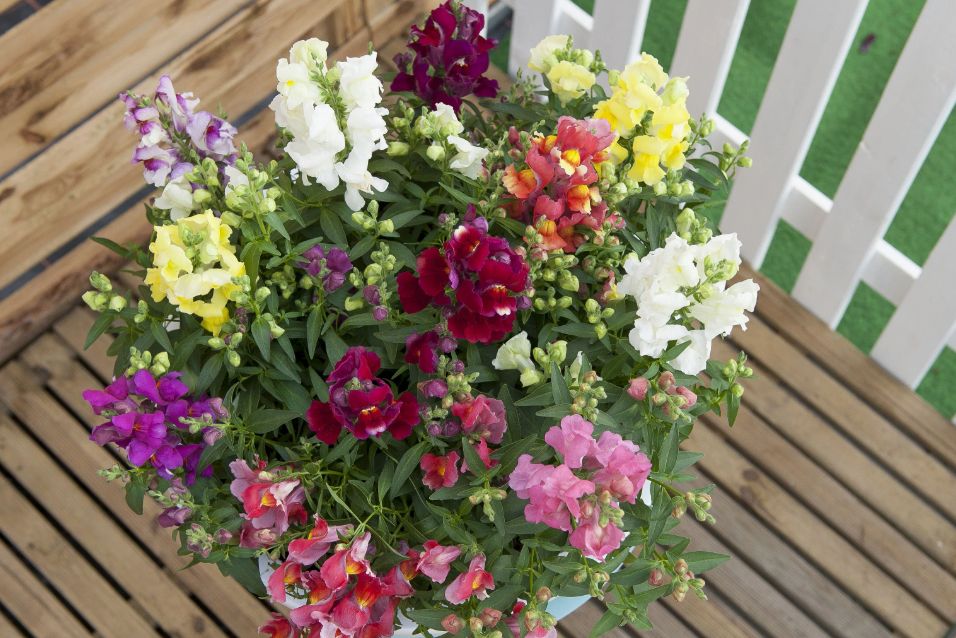 ������� �������� ������� �������� ���� ��� ������� ��������