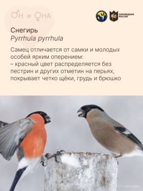 ��� �������! � ��� � �������!