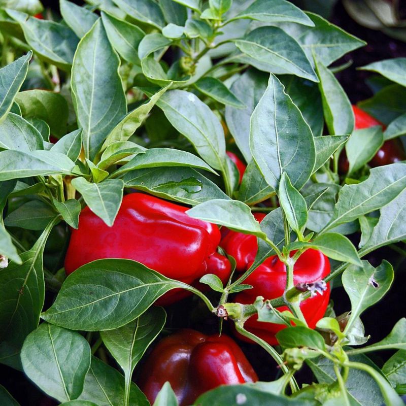 ��� ������� ��������� ����� ����������� ����� ��� ��������� ������