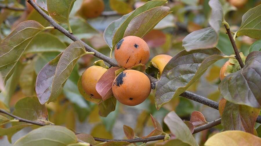 ������� ������� �����: ��� ������� ��������� ����� ���� ������