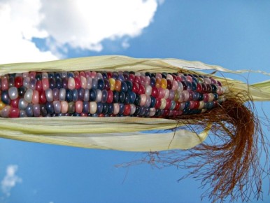 Радужная кукуруза Glass Gem: 6 причин влюбиться и как вырастить её у себя