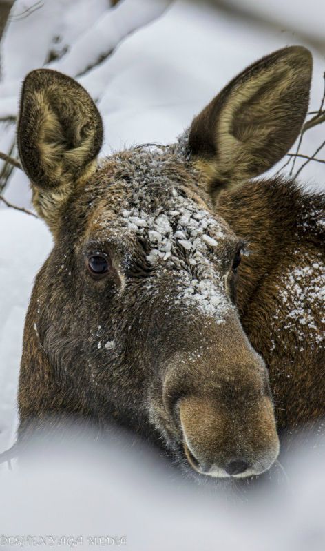 Портрет лося с экстремально близкого расстояния запечатлел фотограф Сергей Шестаков в Котельниче