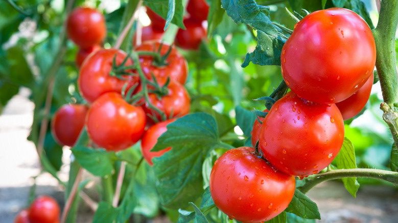 ��� � ���� ������� �� 12 �� � ������ �����: ������� ������� 80?������� ��������