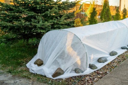 Как дачники защищают свои любимые растения от зимних холодов