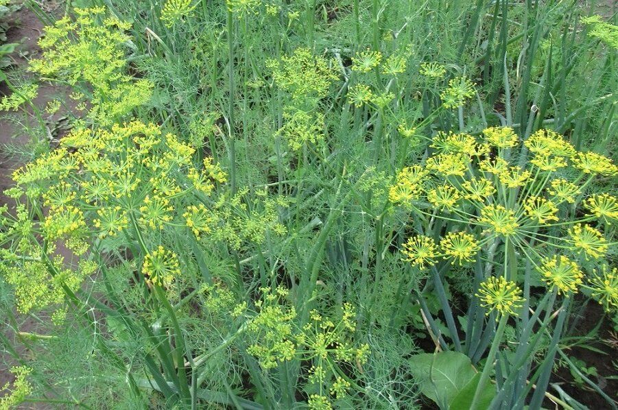 ������� ��������� ����������� ������: ������ ��� ������� �������