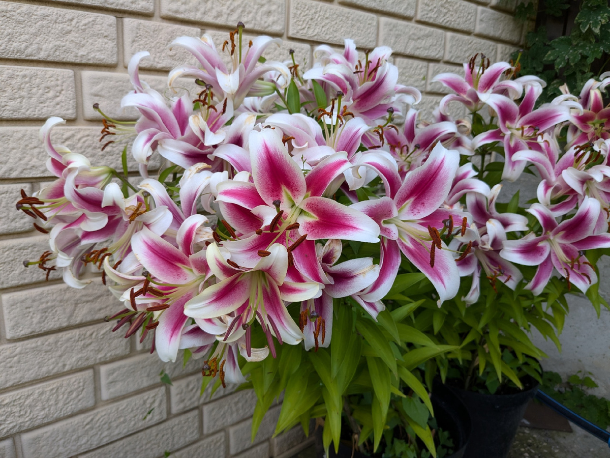 Как сохранить лилии в горшках зимой: секреты успешного цветения