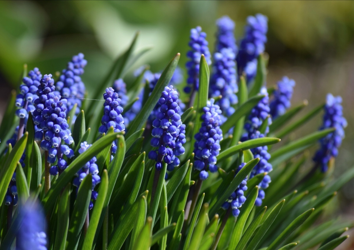 Секреты мускари: как превратить ваш сад в цветущий оазис