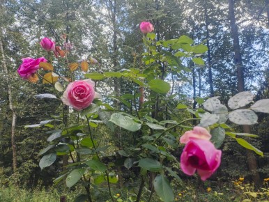 ��� ������� ������ ���������� ����� � �������: ��������� � ����� � ������ � ������