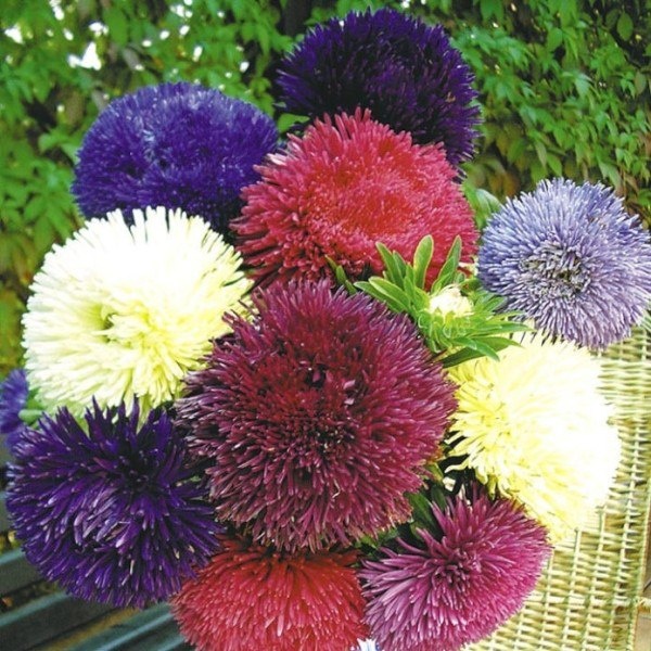 Игольчатая астра: как вырастить и ухаживать за этим удивительным цветком