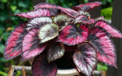 Яркие комнатные растения для вашего уюта