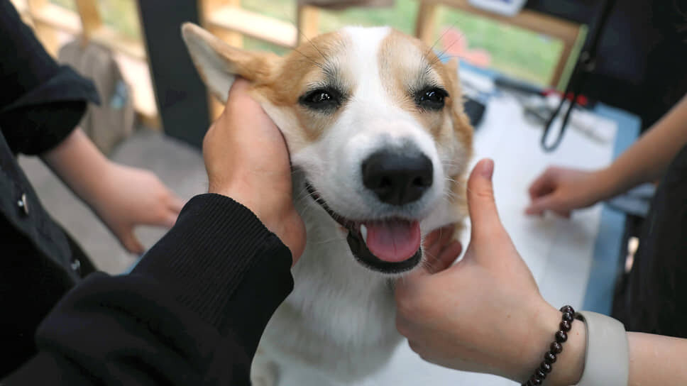 Когда жестокость против животных станет преступлением: подробности нового законопроекта