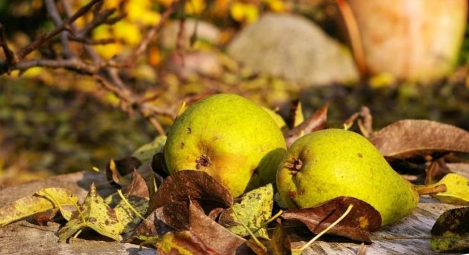 ���������� ����� � ����: ������ ���� ��� ������ ������