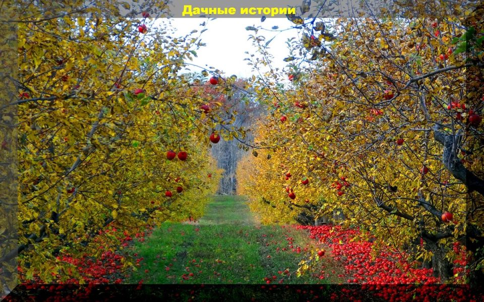 Тайные ошибки огородников осенью: как спасти свой урожай