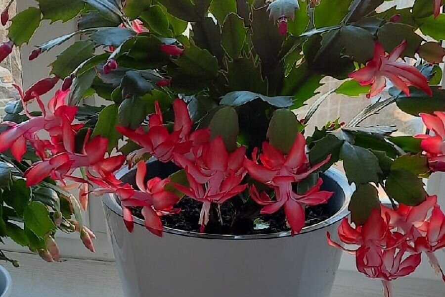 Как ухаживать за декабристом, чтобы он цветел дольше