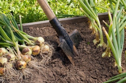 Что посадить на грядках после сбора лука и чеснока