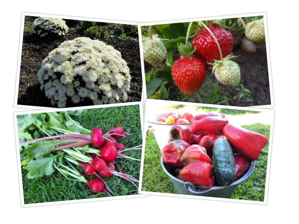 Как длина дня влияет на цветение хризантем, перцев и земляники