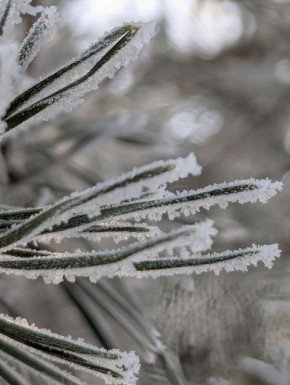 У каждого растения - своя "снежная шубка"
