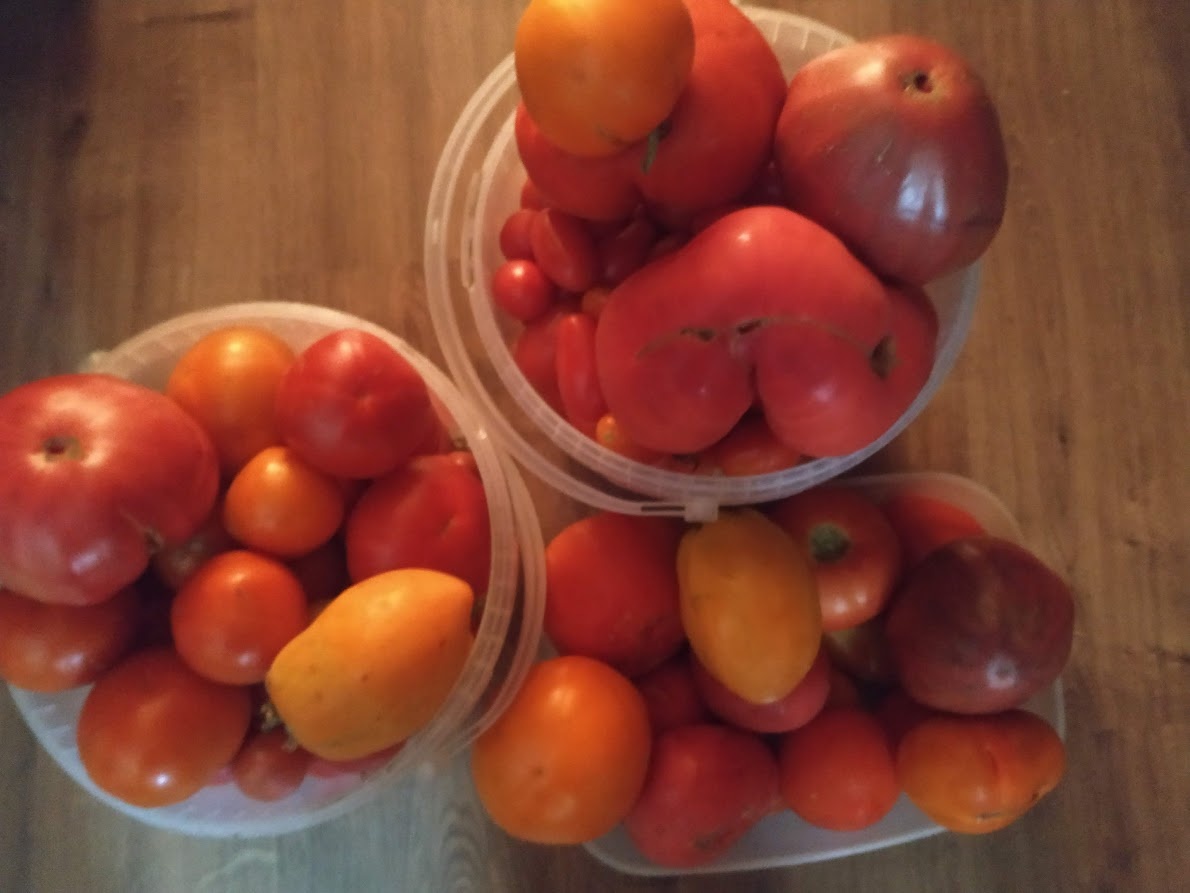 Ошибки, из-за которых ваши помидоры могут заболеть