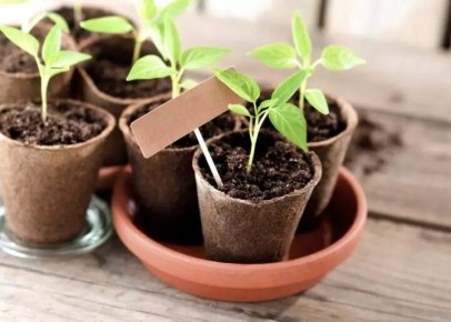 Что ожидать от лунного календаря садовых работ с 8 по 14 марта