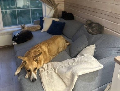 В Госдуме обсудят нормы на количество домашних животных в квартирах