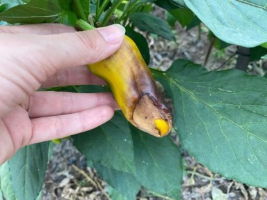 Как избавить сладкий перец от вершинной гнили с помощью кальциевой селитры