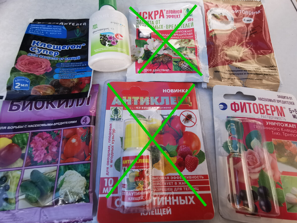 Как побороть паутинного клеща: три ключевых условия для успешного применения препарата «1:100»