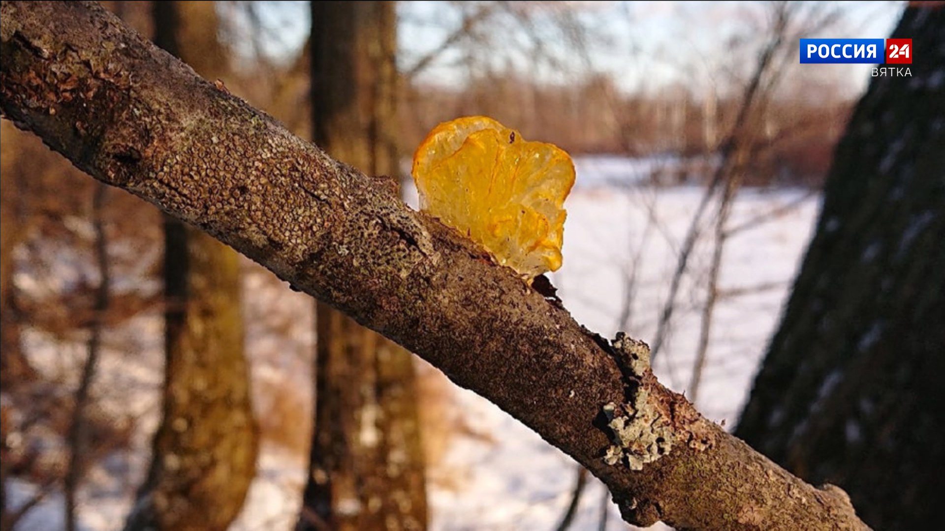 В понедельник, 23 февраля, в Кировской области обещают облачную погоду с прояснениями, небольшой мокрый снег, местами метель