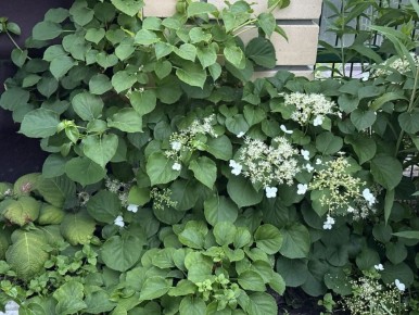 Как выбрать цветущую гортензию черешковую и не ошибиться