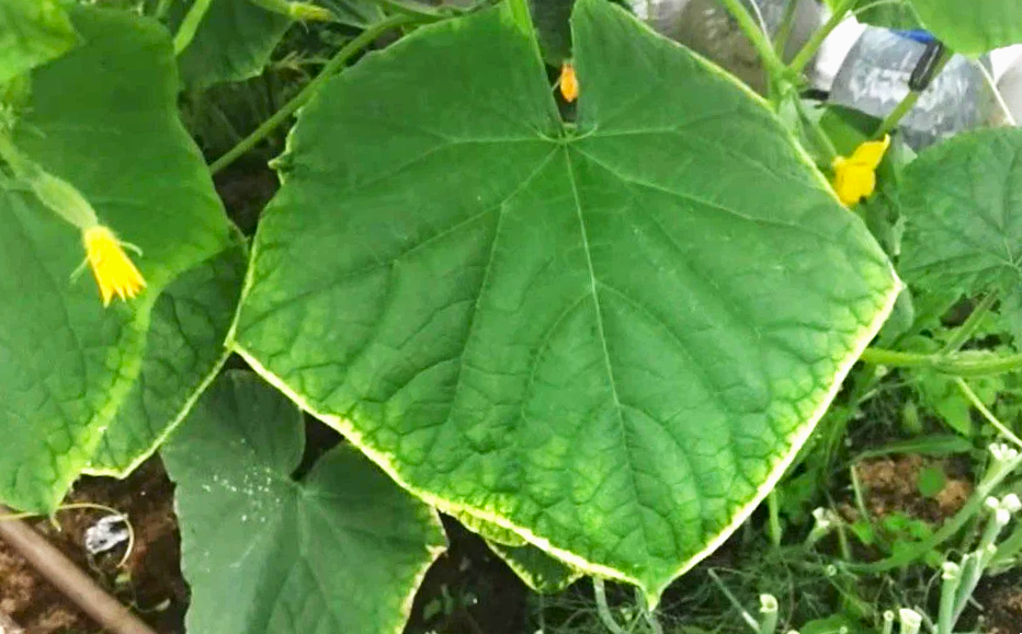 Когда огурцы желтеют: ищем причины и спасаем урожай