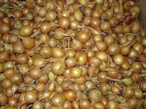 ��� ������� ��������� ������� ���: ������ �� ������� � �����