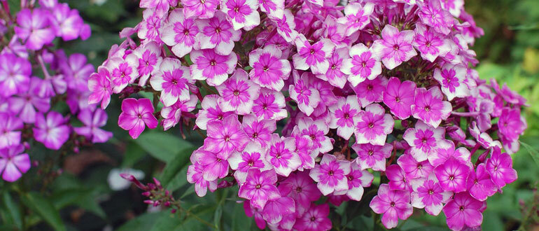 Как ухаживать за флоксиями: советы для каждого сада