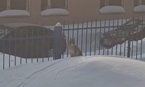 ����������� ����������������� ������ �������� ������ ����������� �������, ������� ��������� � ������ �� ������� ������