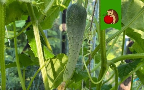 ��� ������, ���� �� ������� �������: ������ �� ����� �� ����������