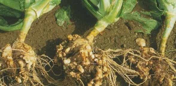 ���� �������: ��� ���������� � ������������� ��� �����������