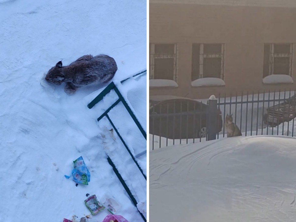 «Есть ещё надежда, что семья воссоединится»